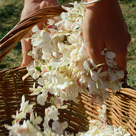 Desktop Banner Colecao 1